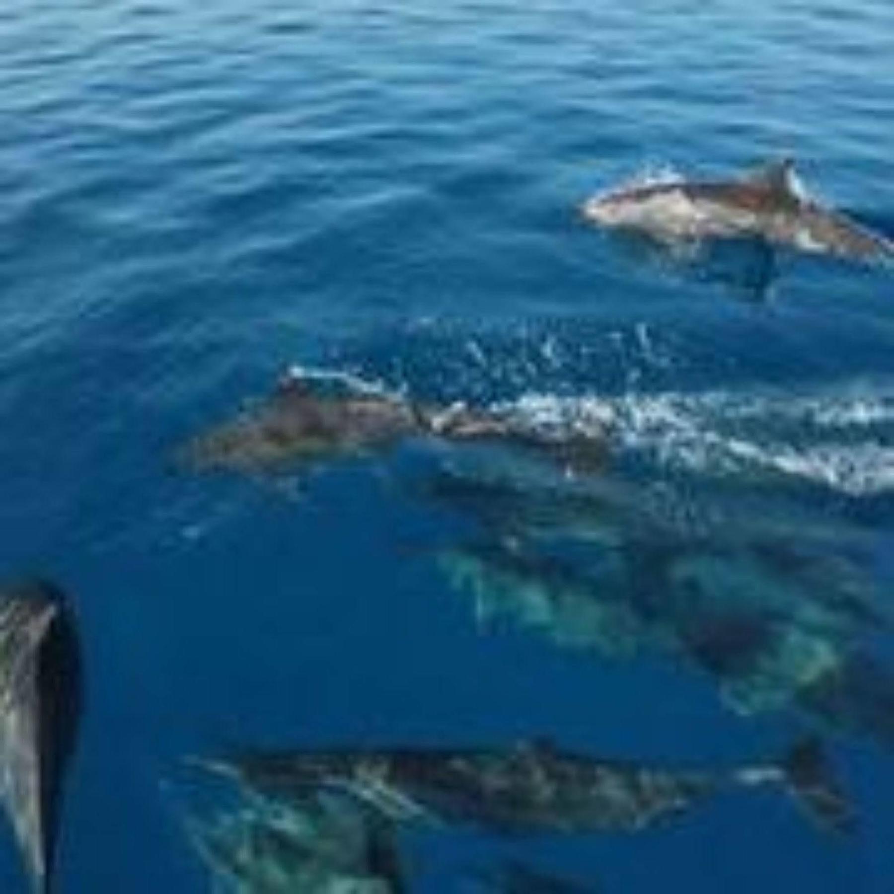 Masaaree Boutique Hotel Maafushi Eksteriør bilde