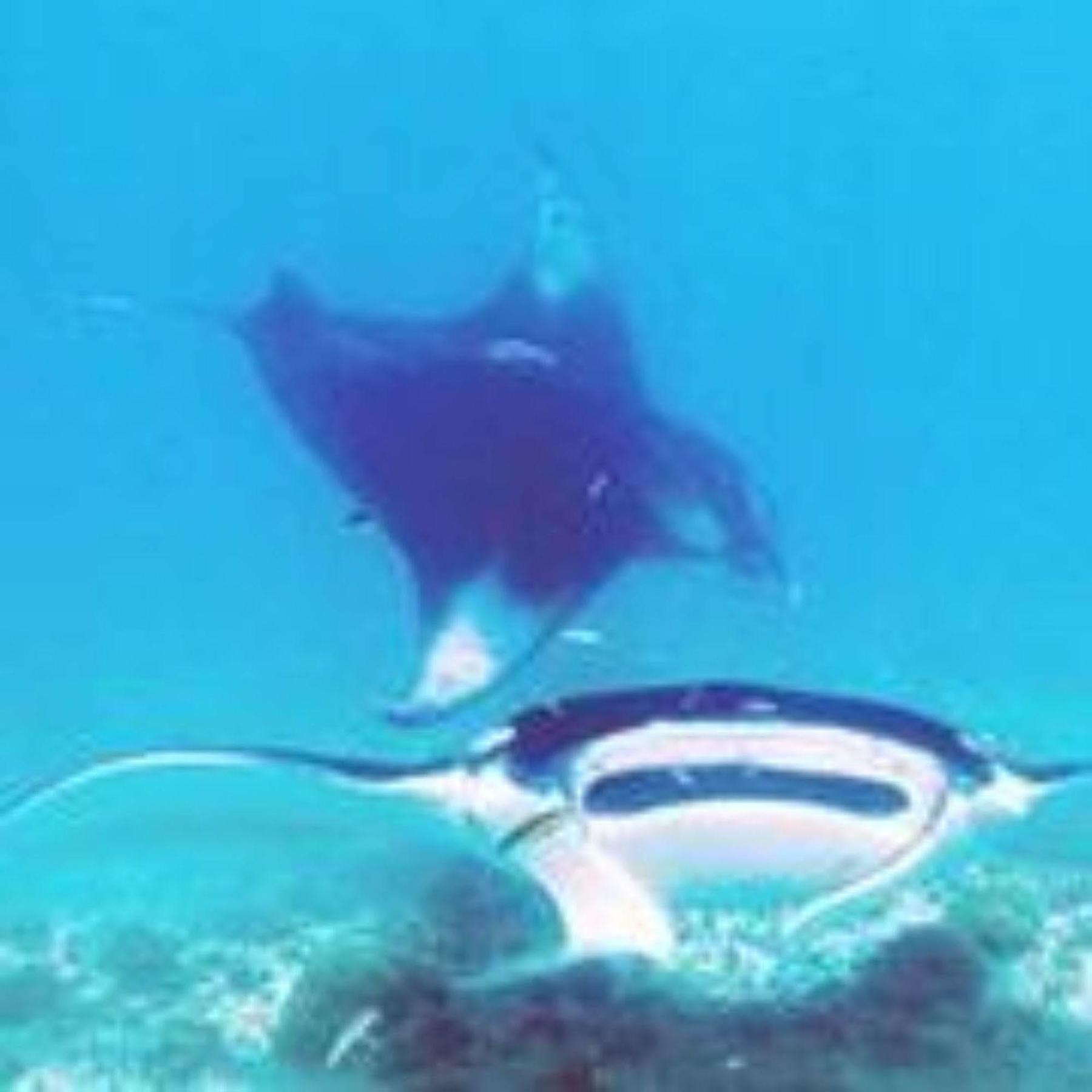 Masaaree Boutique Hotel Maafushi Eksteriør bilde